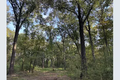 0 Buck Creek Drive, Shepherd, TX 77371 - Photo 2