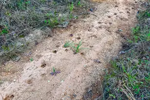 10662 Ruger Rd, Willis, TX 77378 - Photo 8