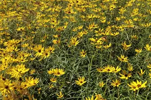 27186 Fields Store Rd, Waller, TX 77484 - Photo 26