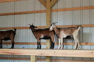 11407 Mandolin Dr, Montgomery, TX 77316 - Photo 20