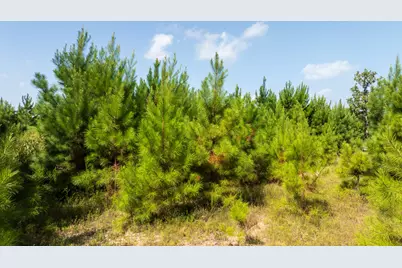 Tbd 1 Sandy Creed Rd, Zavalla, TX 75980 - Photo 22