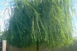 13534 Wembley Heights Dr, Houston, TX 77049 - Photo 32