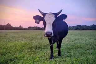 16910 County Line Rd, Winnie, TX 77665 - Photo 34