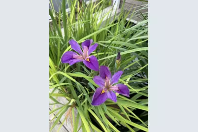 6 Cedar Lawn Circle, Galveston, TX 77551 - Photo 26