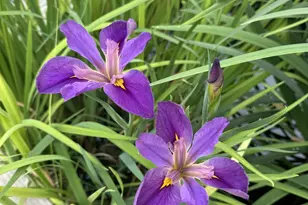 6 Cedar Lawn Cir, Galveston, TX 77551 - Photo 26