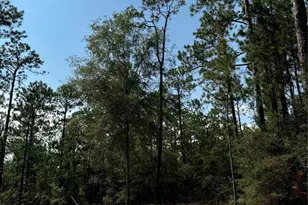 565 Sparkleberry Dr, Brookeland, TX 75931 - Photo 6