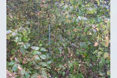 1765 E Wilderness Ct, Barnes, WI 54873 - Photo 6