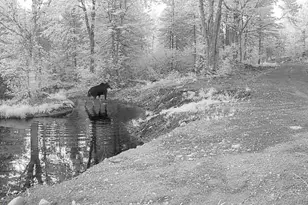 4571 Forest Rd 609, Finland, MN 55603 - Photo 30