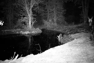 4571 Forest Rd 609, Finland, MN 55603 - Photo 28