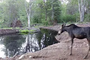 4571 Forest Rd 609, Finland, MN 55603 - Photo 28