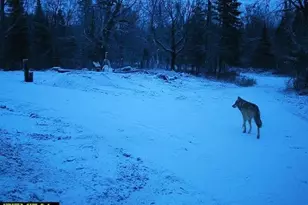 4571 Forest Rd 609, Finland, MN 55603 - Photo 26