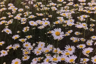 1346 Bear Head State Park Rd, Ely, MN 55731 - Photo 30