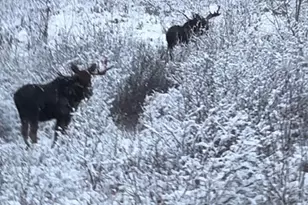 261 Caps Trail, Lutsen, MN 55612 - Photo 56