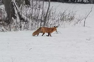 13462 Villa Rd, Ely, MN 55731 - Photo 50