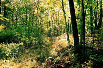 Xxx County Hwy C, Washburn, WI 54891 - Photo 4