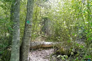 54 Caps Trail, Lutsen, MN 55612 - Photo 42