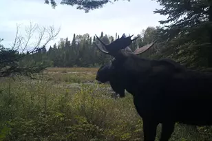 3382 Gods Wilderness Rd, Finland, MN 55603 - Photo 34