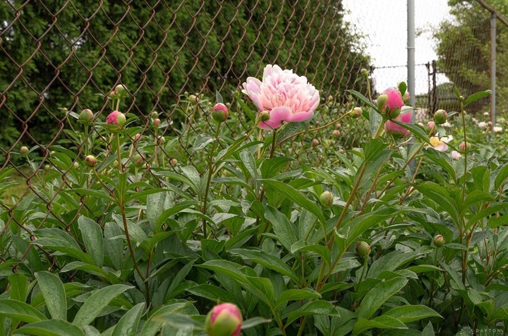 404 Rockhill Ave, Dayton OH  45429-2627 exterior