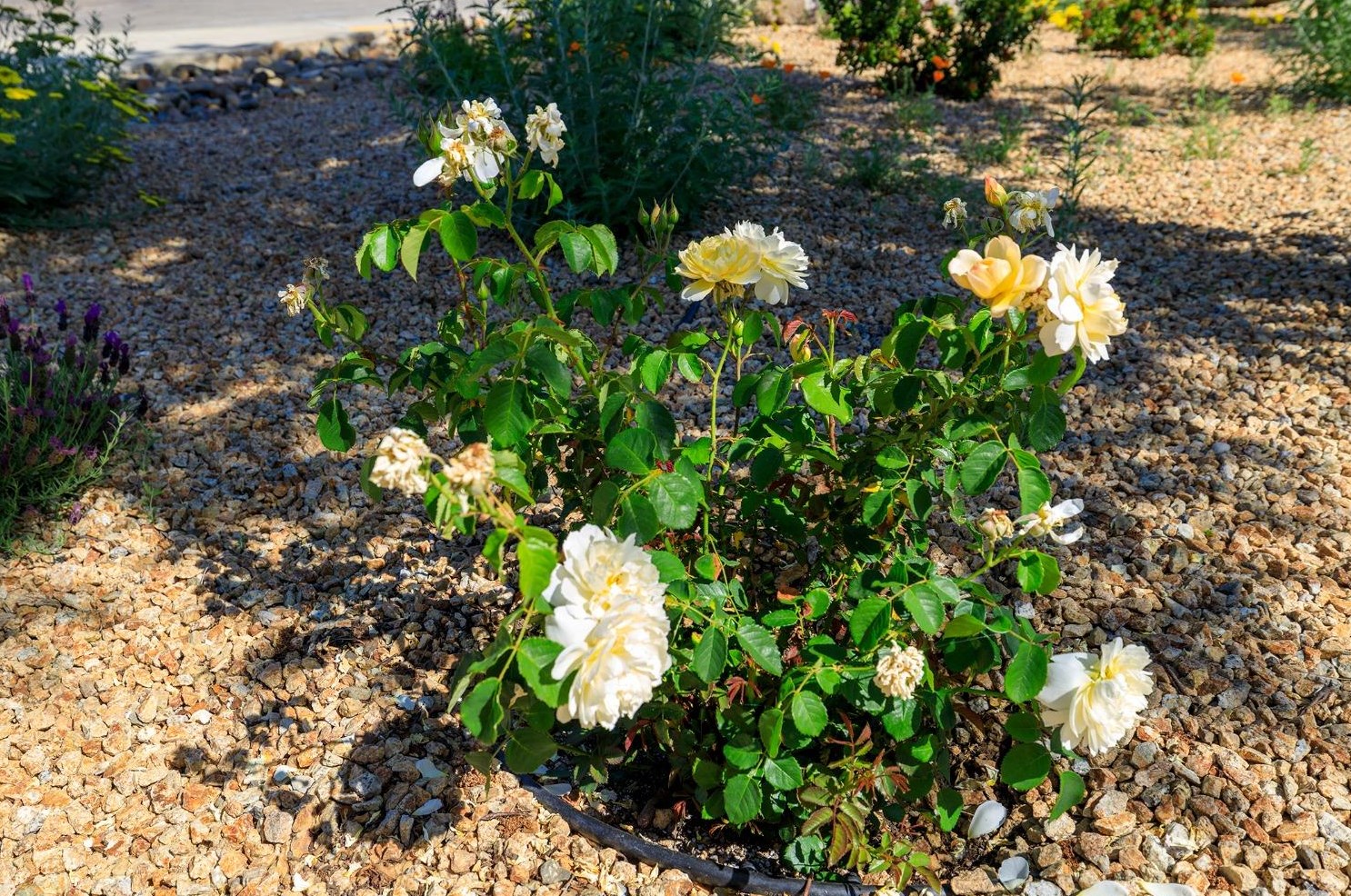 1103 Riv Blf Dr, Valley Home CA 95361-2657 exterior