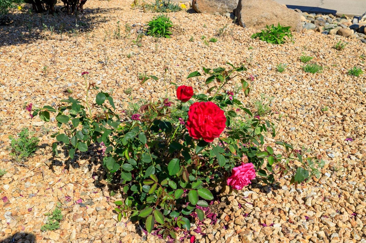 1103 Riv Blf Dr, Valley Home CA 95361-2657 exterior