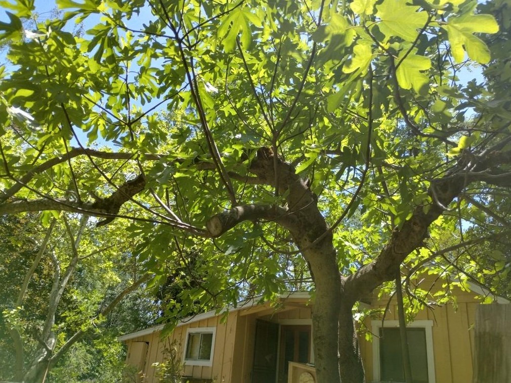11289 Sundown Pl, Grass Valley, CA