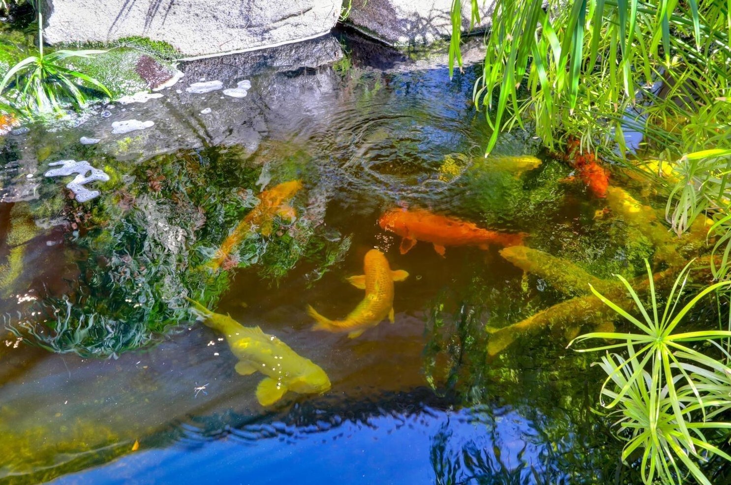 6352 Calle Montalvo Cir, Roseville CA  95746-5821 exterior