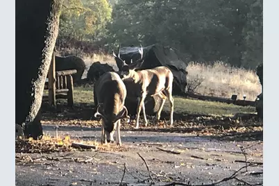 5110 Sly Park Road, Pollock Pines, CA 95726 - Photo 42