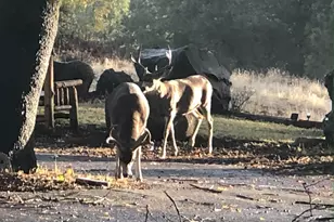 5110 Sly Park Rd, Pollock Pines, CA 95726 - Photo 42