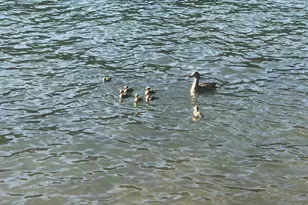 5110 Sly Park Rd, Pollock Pines, CA 95726 - Photo 64