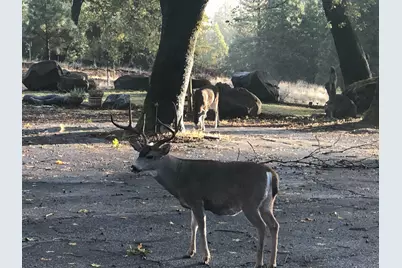 5110 Sly Park Road, Pollock Pines, CA 95726 - Photo 44