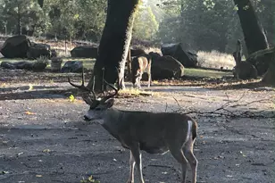 5110 Sly Park Rd, Pollock Pines, CA 95726 - Photo 44