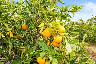 13751 Indio Dr, Sloughhouse, CA 95683 - Photo 52