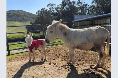 1498 O'Connor Way, San Luis Obispo, CA 93401 - Photo 44