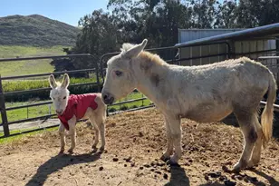 1498 O'Connor Way, San Luis Obispo, CA 93401 - Photo 44