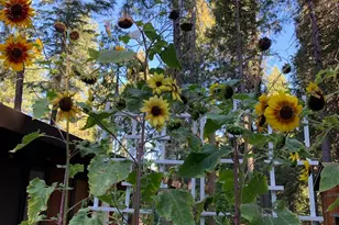 12716 Red Dog Rd, Nevada City, CA 95959 - Photo 48