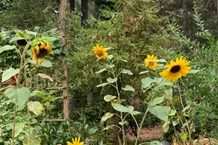 12716 Red Dog Rd, Nevada City, CA 95959 - Photo 40