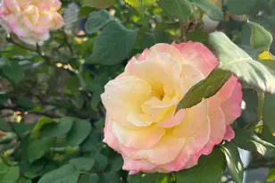 Sunrise Blvd, Citrus Heights, CA 95610 - Photo 16