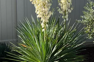 6589 Primavera Ln, El Dorado Hills, CA 95762 - Photo 44