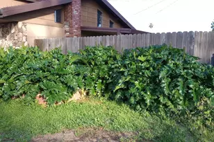 1625 Catalpa St, Olivehurst, CA 95961 - Photo 2