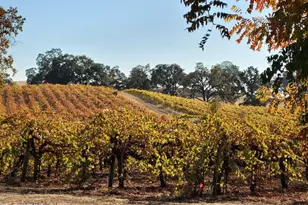 10120 Shenandoah Rd, Plymouth, CA 95669 - Photo 88