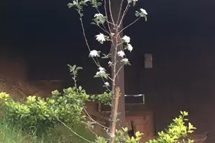 3500 Magpie Ln, Camino, CA 95709 - Photo 70