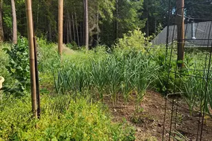 18253 Green Ravine Rd, Nevada City, CA 95959 - Photo 38