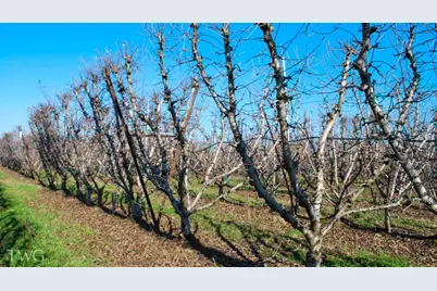 11850 E Live Oak Road, Lodi, CA 95240 - Photo 8