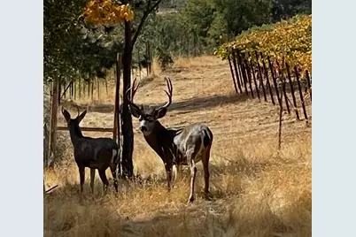 7005 Mountain Ranch Road, Mountain Ranch, CA 95246 - Photo 88