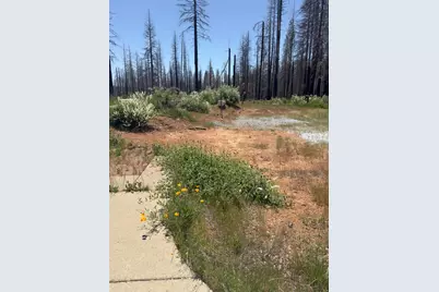 5309 Golden Aspen Drive, Grizzly Flats, CA 95636 - Photo 6