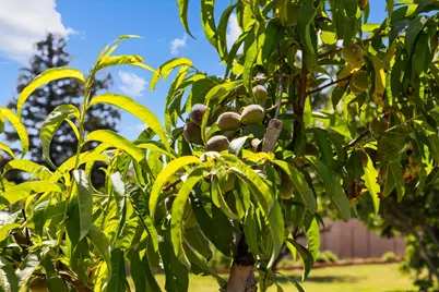 2409 Rio Oso Road, Rio Oso, CA 95674 - Photo 60