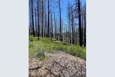 4905 Deerwood Court, Grizzly Flats, CA 95636 - Photo 6