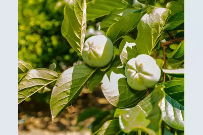 204 Emery Street, Winters, CA 95694 - Photo 34