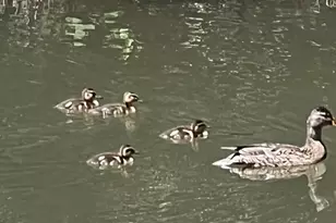 5260 McKeon Ponderosa Way, Foresthill, CA 95631 - Photo 54