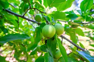 1764 Country Club Dr, Placerville, CA 95667 - Photo 48